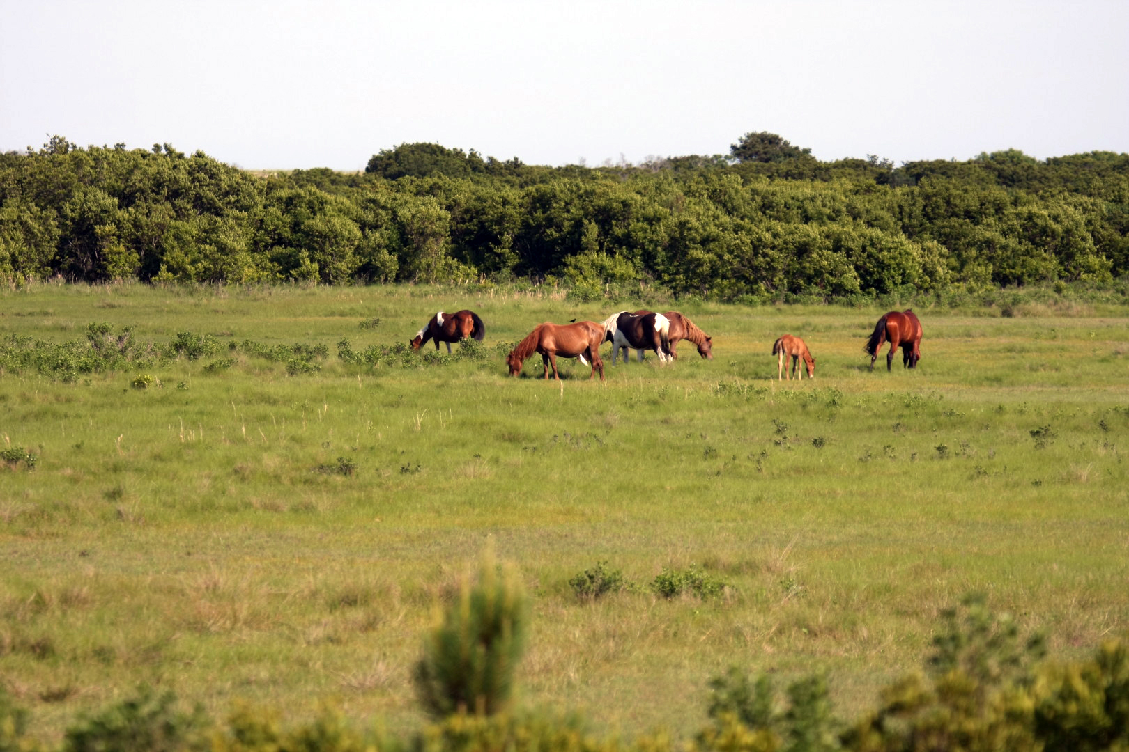 Assateague Island Vacation | 13-18 June 2014 | Sun, 15 Jun 2014 | 5:22:23 PM Assateague Island Vacation | 13-18 June 2014 | Sun, 15 Jun 2014 | 5:22:23 PM