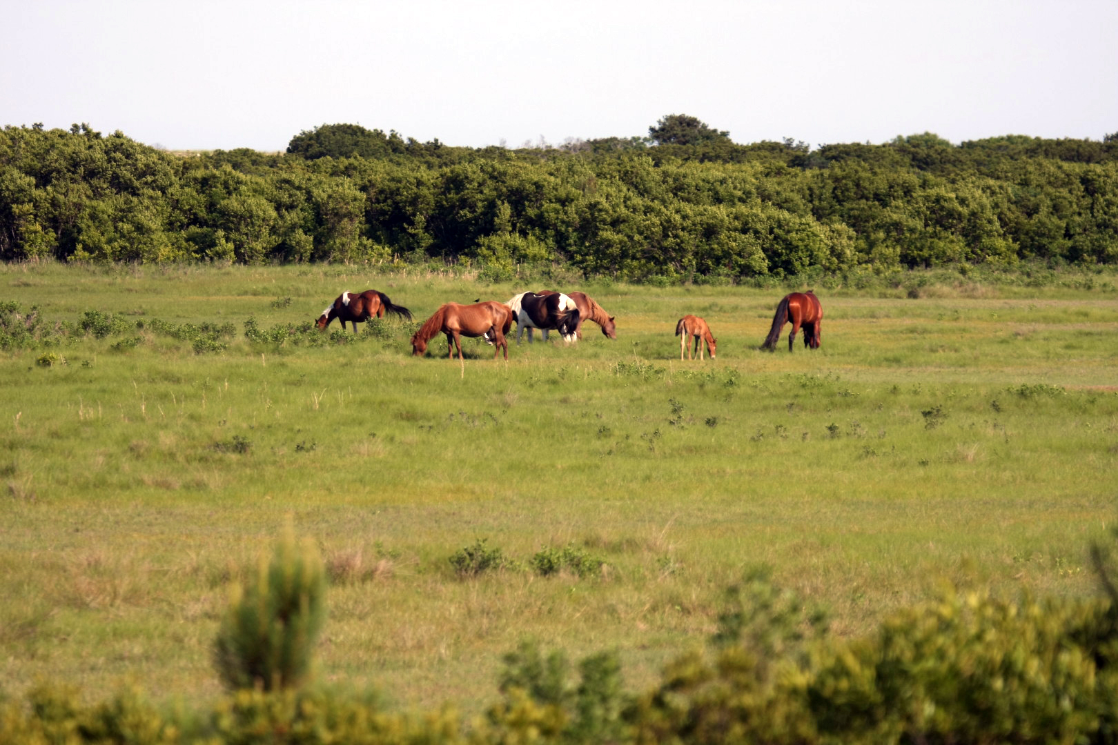 Assateague Island Vacation | 13-18 June 2014 | Sun, 15 Jun 2014 | 5:22:23 PM Assateague Island Vacation | 13-18 June 2014 | Sun, 15 Jun 2014 | 5:22:23 PM