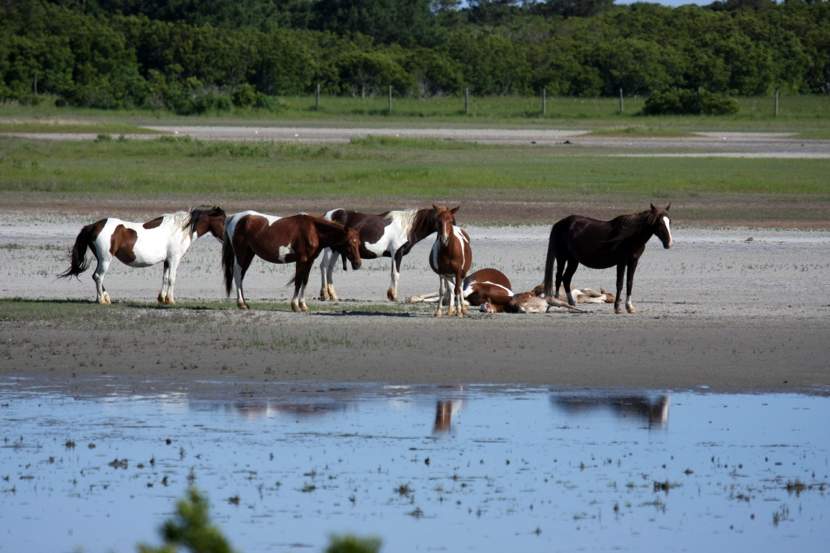 Assateague Island Vacation | 13-18 June 2014 | Sun, 15 Jun 2014 | 5:23:25 PM Assateague Island Vacation | 13-18 June 2014 | Sun, 15 Jun 2014 | 5:23:25 PM