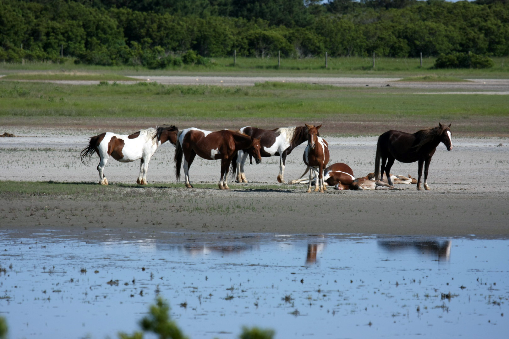 Assateague Island Vacation | 13-18 June 2014 | Sun, 15 Jun 2014 | 5:23:25 PM Assateague Island Vacation | 13-18 June 2014 | Sun, 15 Jun 2014 | 5:23:25 PM