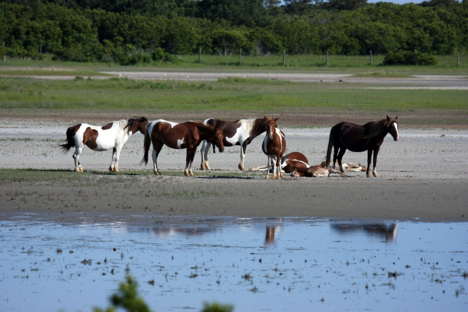 Assateague Island Vacation | 13-18 June 2014 | Sun, 15 Jun 2014 | 5:23:27 PM Assateague Island Vacation | 13-18 June 2014 | Sun, 15 Jun 2014 | 5:23:27 PM