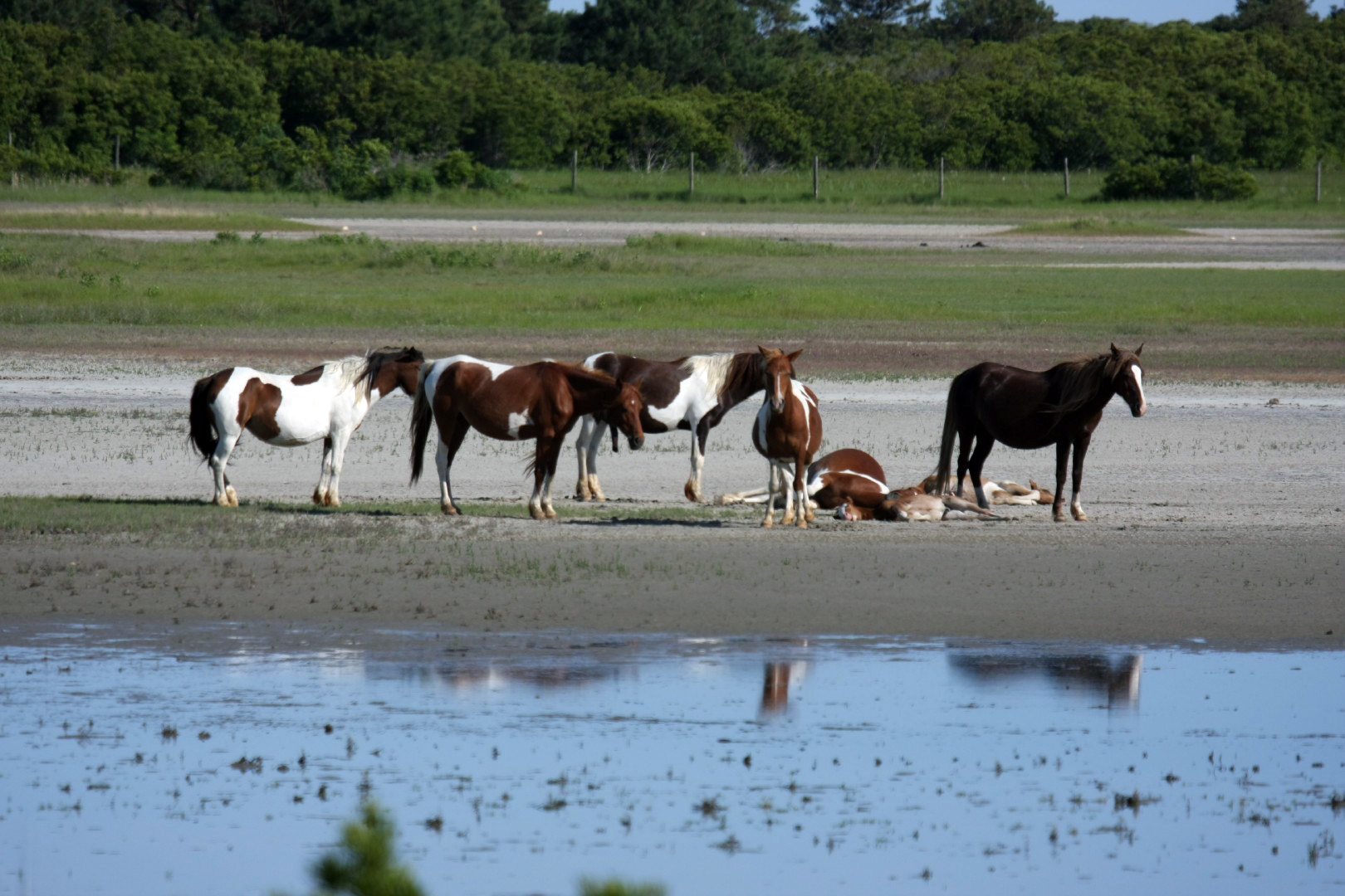 Assateague Island Vacation | 13-18 June 2014 | Sun, 15 Jun 2014 | 5:23:27 PM Assateague Island Vacation | 13-18 June 2014 | Sun, 15 Jun 2014 | 5:23:27 PM