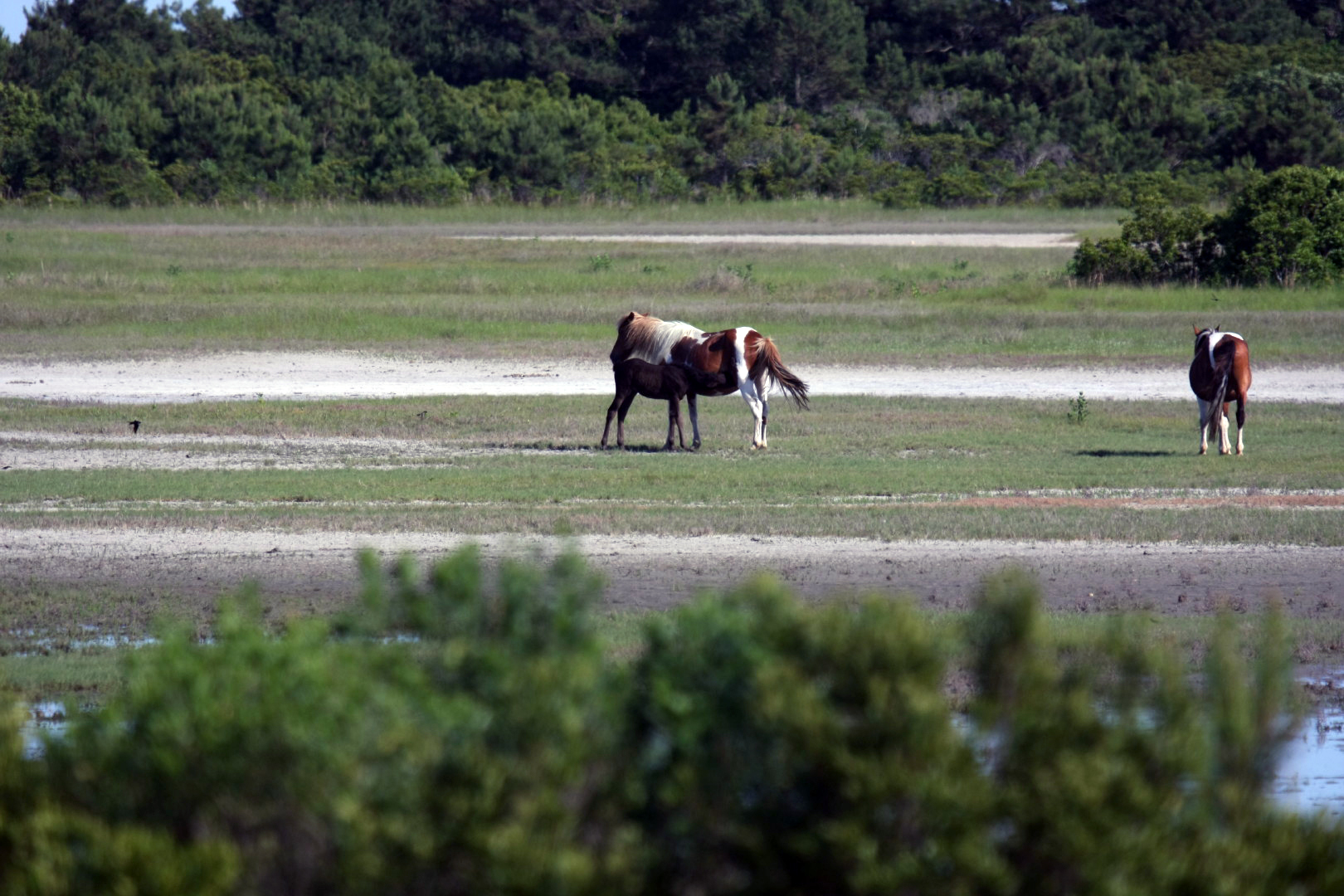 Assateague Island Vacation | 13-18 June 2014 | Sun, 15 Jun 2014 | 5:23:33 PM Assateague Island Vacation | 13-18 June 2014 | Sun, 15 Jun 2014 | 5:23:33 PM