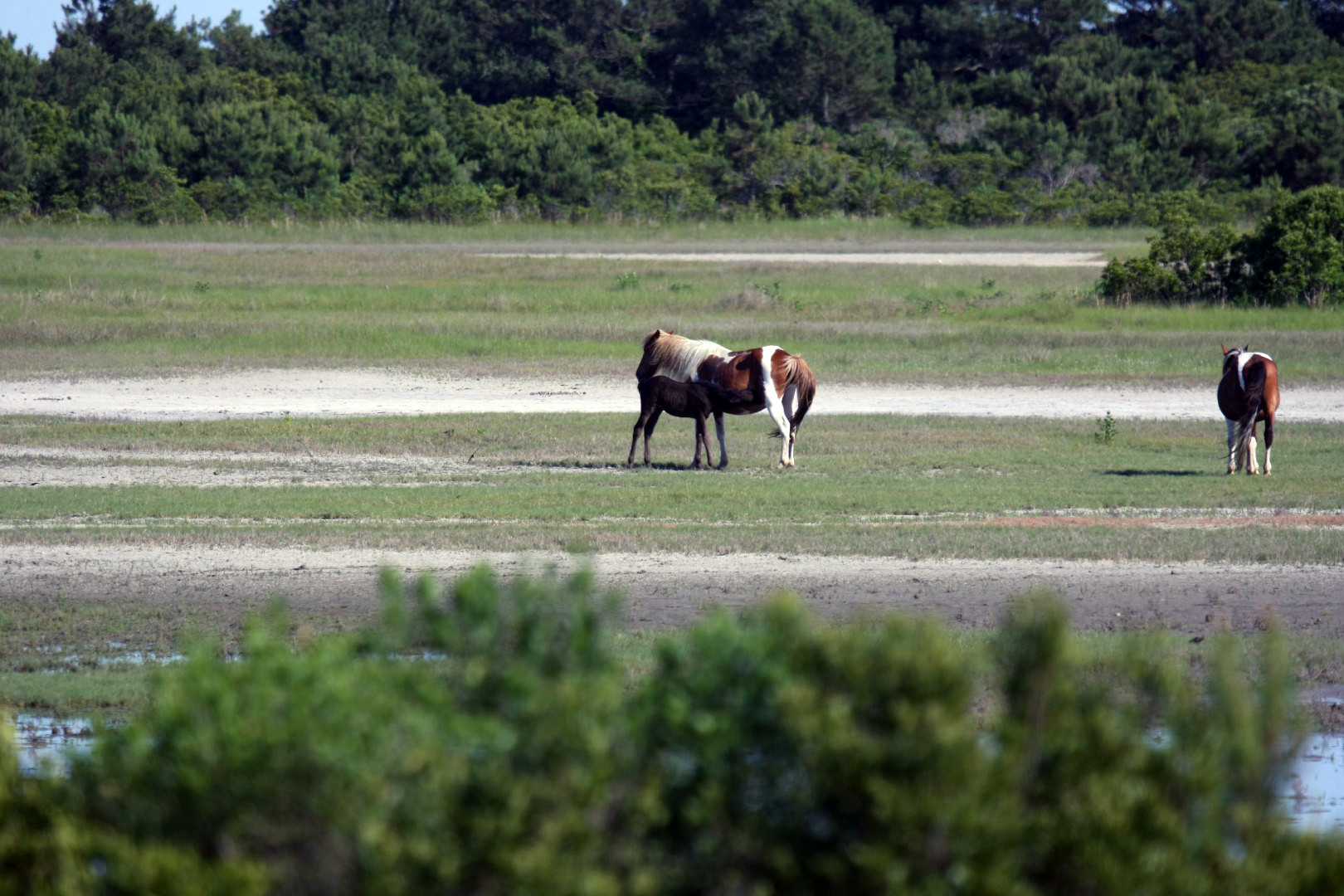 Assateague Island Vacation | 13-18 June 2014 | Sun, 15 Jun 2014 | 5:23:35 PM Assateague Island Vacation | 13-18 June 2014 | Sun, 15 Jun 2014 | 5:23:35 PM