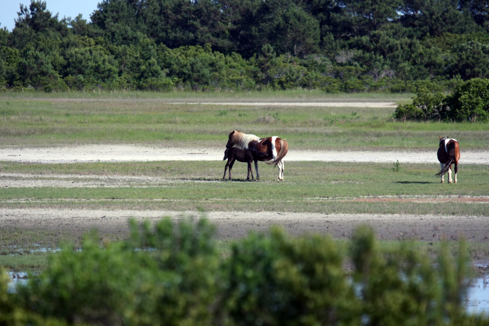 Assateague Island Vacation | 13-18 June 2014 | Sun, 15 Jun 2014 | 5:23:35 PM Assateague Island Vacation | 13-18 June 2014 | Sun, 15 Jun 2014 | 5:23:35 PM
