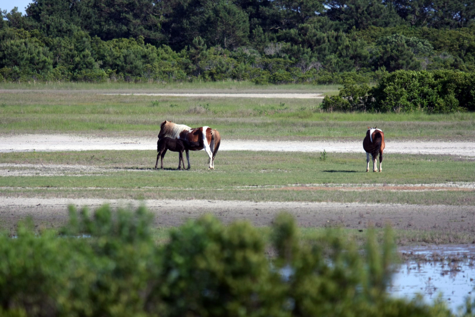 Assateague Island Vacation | 13-18 June 2014 | Sun, 15 Jun 2014 | 5:23:38 PM Assateague Island Vacation | 13-18 June 2014 | Sun, 15 Jun 2014 | 5:23:38 PM