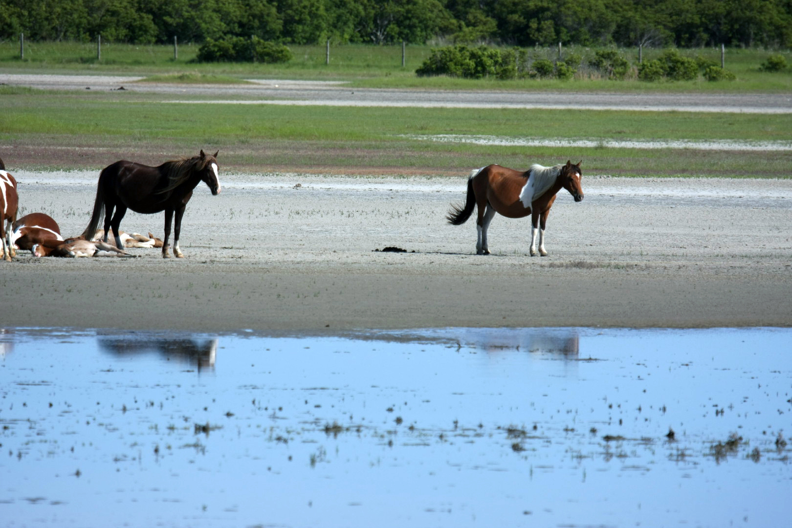 Assateague Island Vacation | 13-18 June 2014 | Sun, 15 Jun 2014 | 5:23:45 PM Assateague Island Vacation | 13-18 June 2014 | Sun, 15 Jun 2014 | 5:23:45 PM