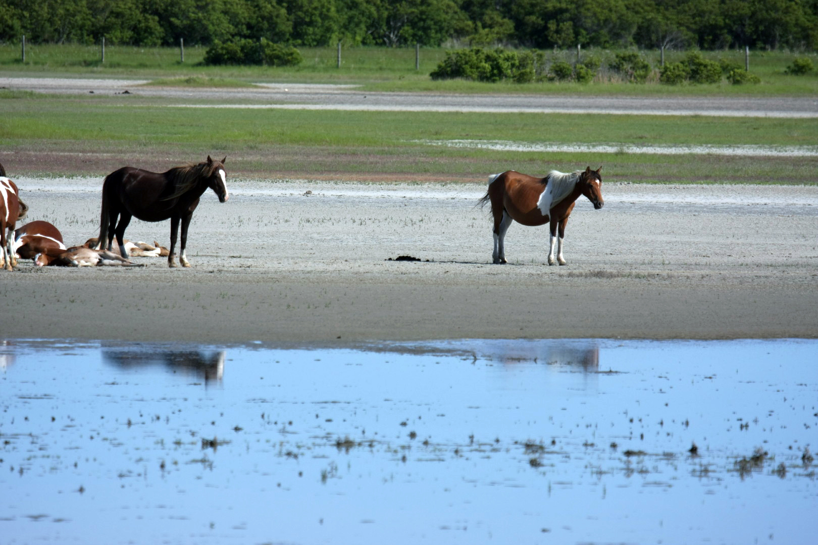 Assateague Island Vacation | 13-18 June 2014 | Sun, 15 Jun 2014 | 5:23:45 PM Assateague Island Vacation | 13-18 June 2014 | Sun, 15 Jun 2014 | 5:23:45 PM