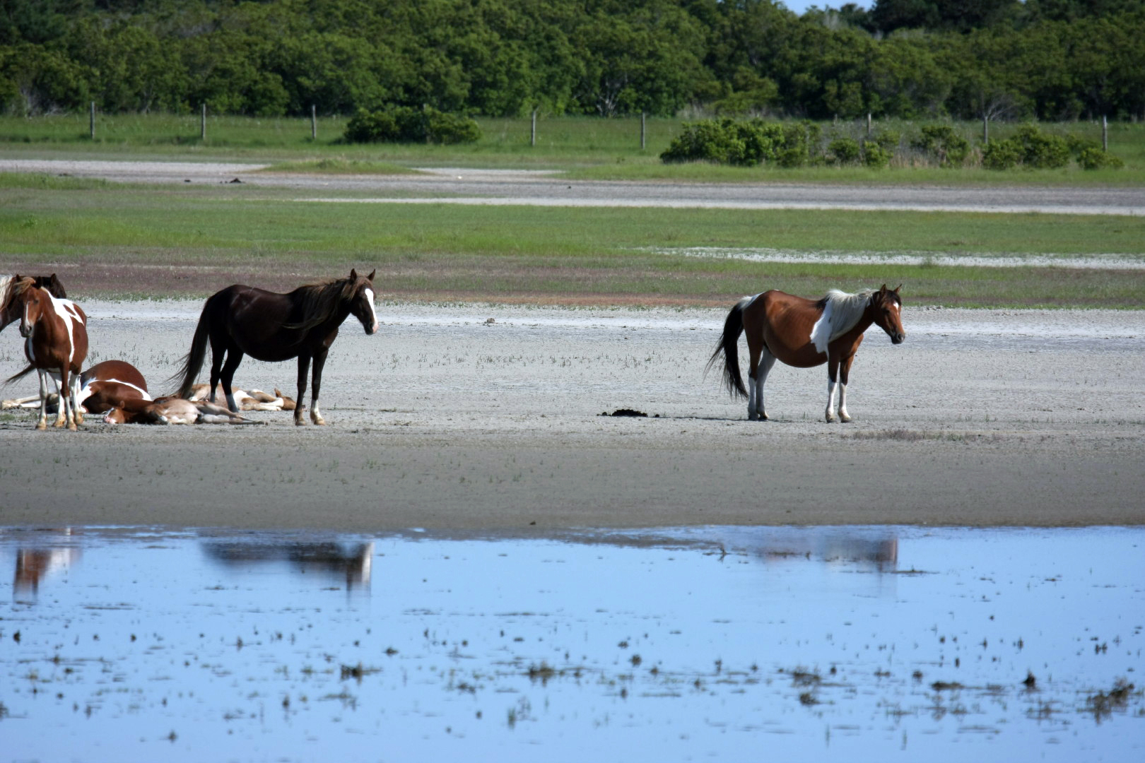 Assateague Island Vacation | 13-18 June 2014 | Sun, 15 Jun 2014 | 5:23:48 PM Assateague Island Vacation | 13-18 June 2014 | Sun, 15 Jun 2014 | 5:23:48 PM