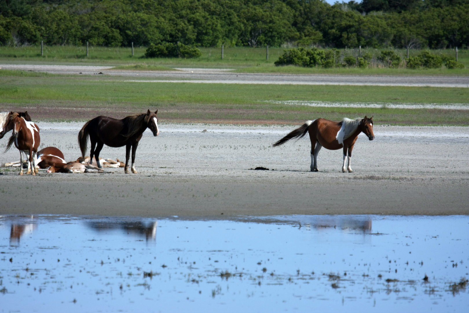 Assateague Island Vacation | 13-18 June 2014 | Sun, 15 Jun 2014 | 5:23:48 PM Assateague Island Vacation | 13-18 June 2014 | Sun, 15 Jun 2014 | 5:23:48 PM