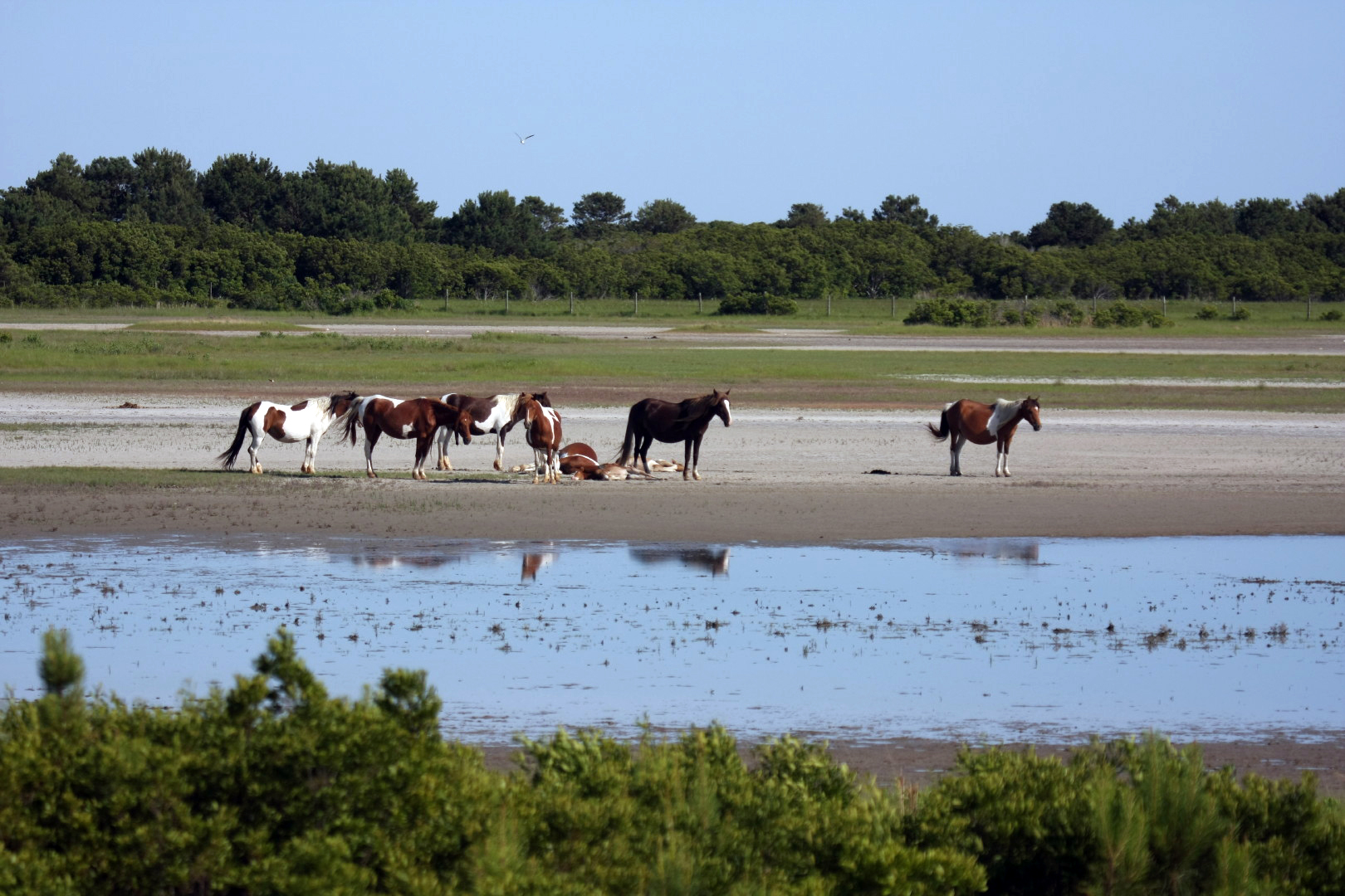 Assateague Island Vacation | 13-18 June 2014 | Sun, 15 Jun 2014 | 5:23:54 PM Assateague Island Vacation | 13-18 June 2014 | Sun, 15 Jun 2014 | 5:23:54 PM