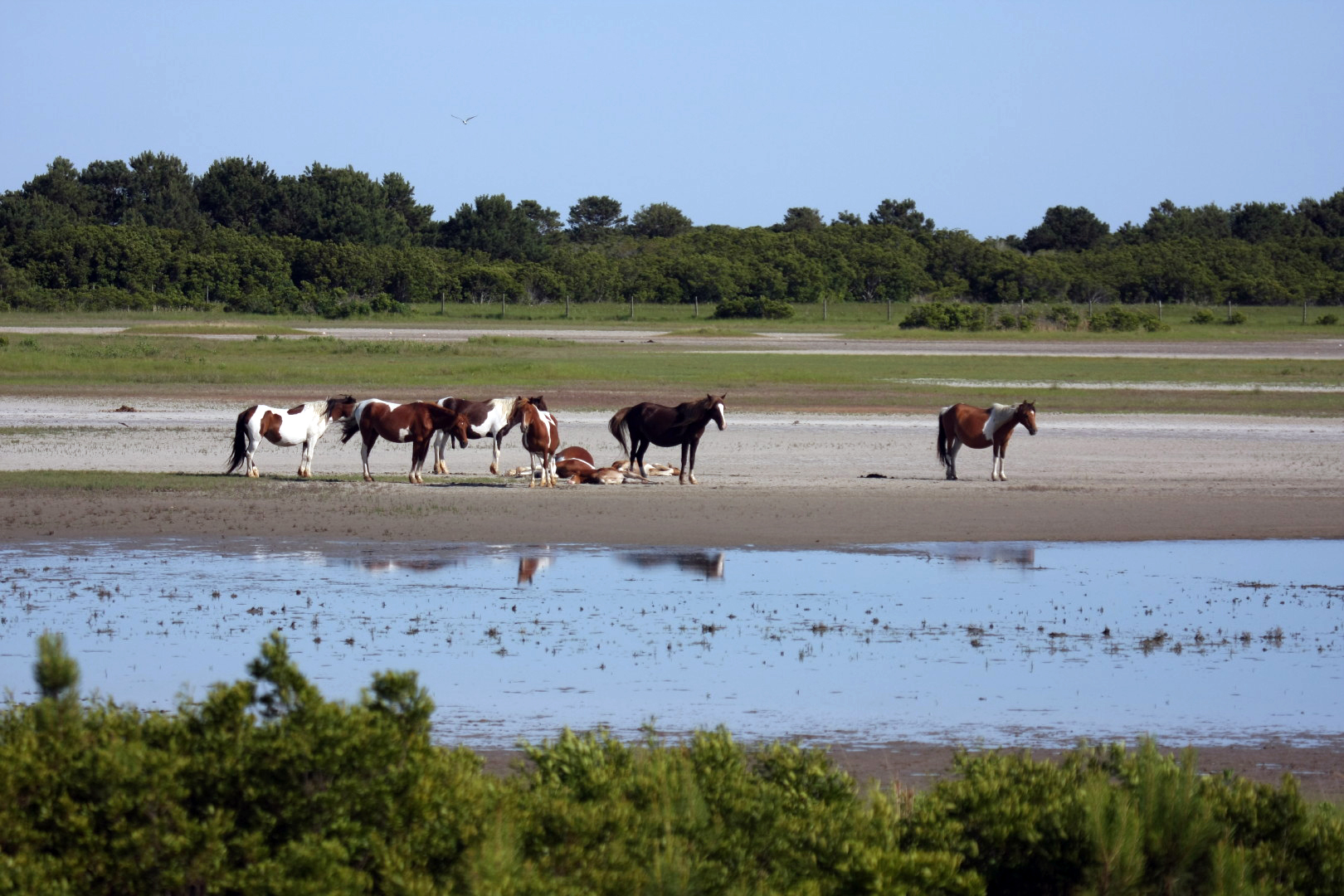 Assateague Island Vacation | 13-18 June 2014 | Sun, 15 Jun 2014 | 5:23:54 PM Assateague Island Vacation | 13-18 June 2014 | Sun, 15 Jun 2014 | 5:23:54 PM