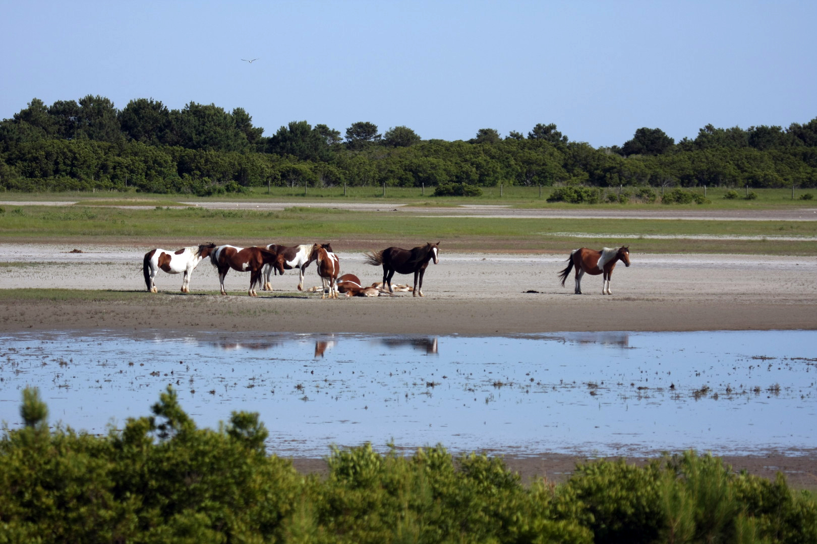 Assateague Island Vacation | 13-18 June 2014 | Sun, 15 Jun 2014 | 5:23:54 PM Assateague Island Vacation | 13-18 June 2014 | Sun, 15 Jun 2014 | 5:23:54 PM