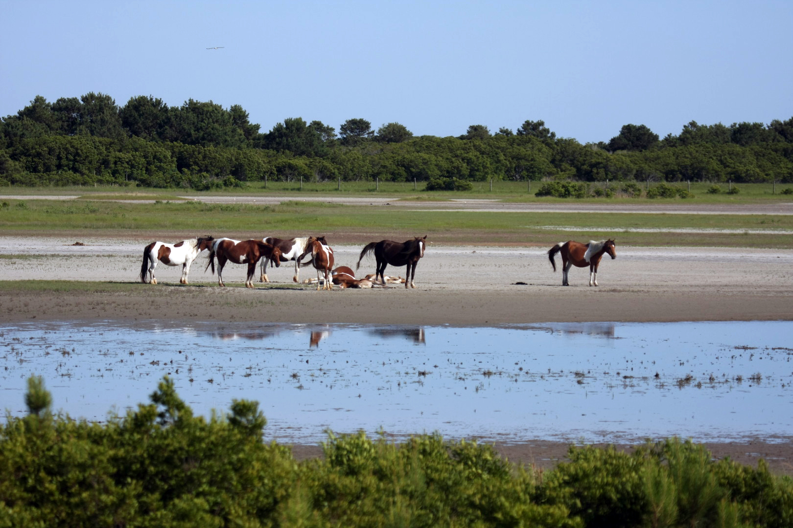 Assateague Island Vacation | 13-18 June 2014 | Sun, 15 Jun 2014 | 5:23:55 PM Assateague Island Vacation | 13-18 June 2014 | Sun, 15 Jun 2014 | 5:23:55 PM