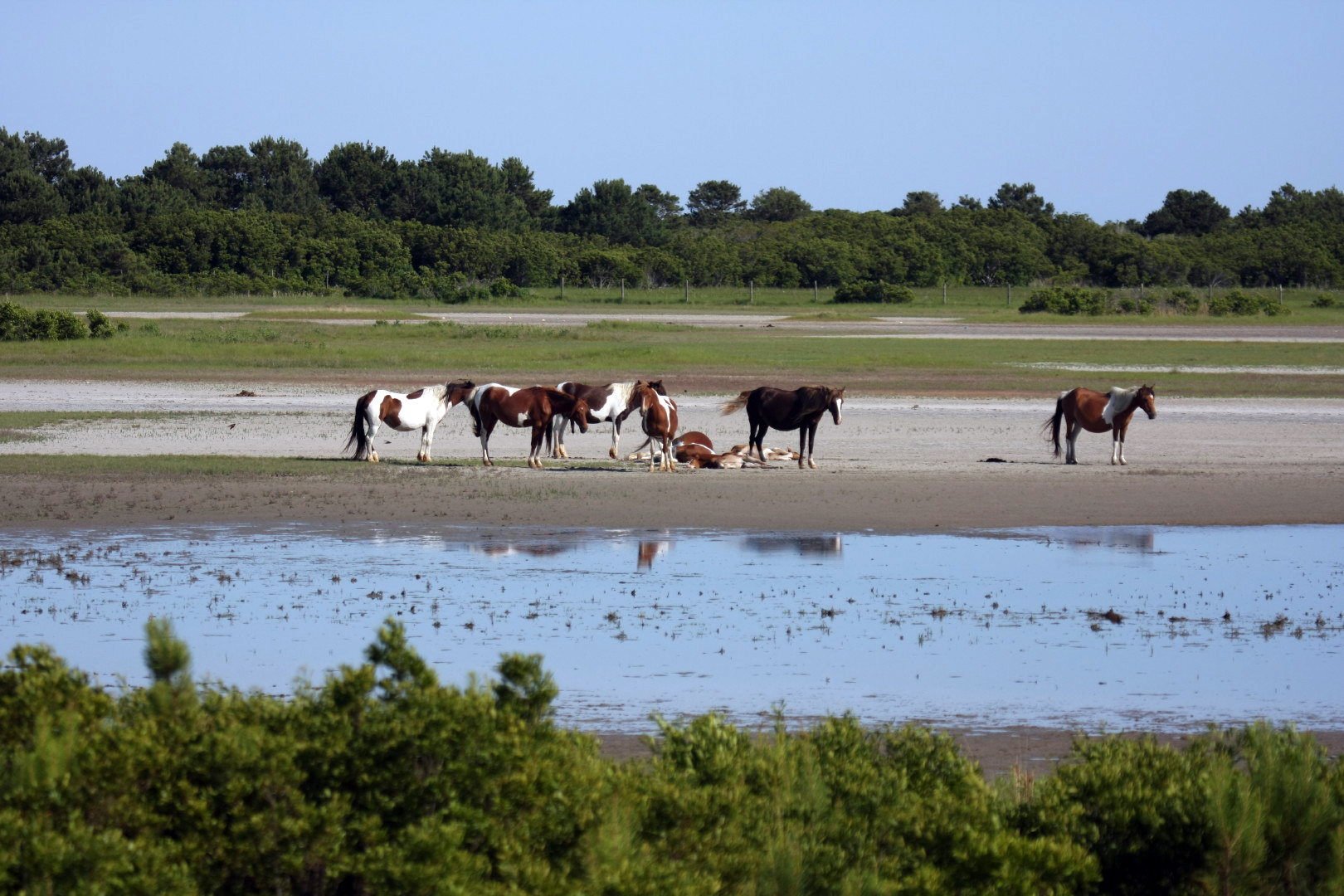 Assateague Island Vacation | 13-18 June 2014 | Sun, 15 Jun 2014 | 5:23:57 PM Assateague Island Vacation | 13-18 June 2014 | Sun, 15 Jun 2014 | 5:23:57 PM