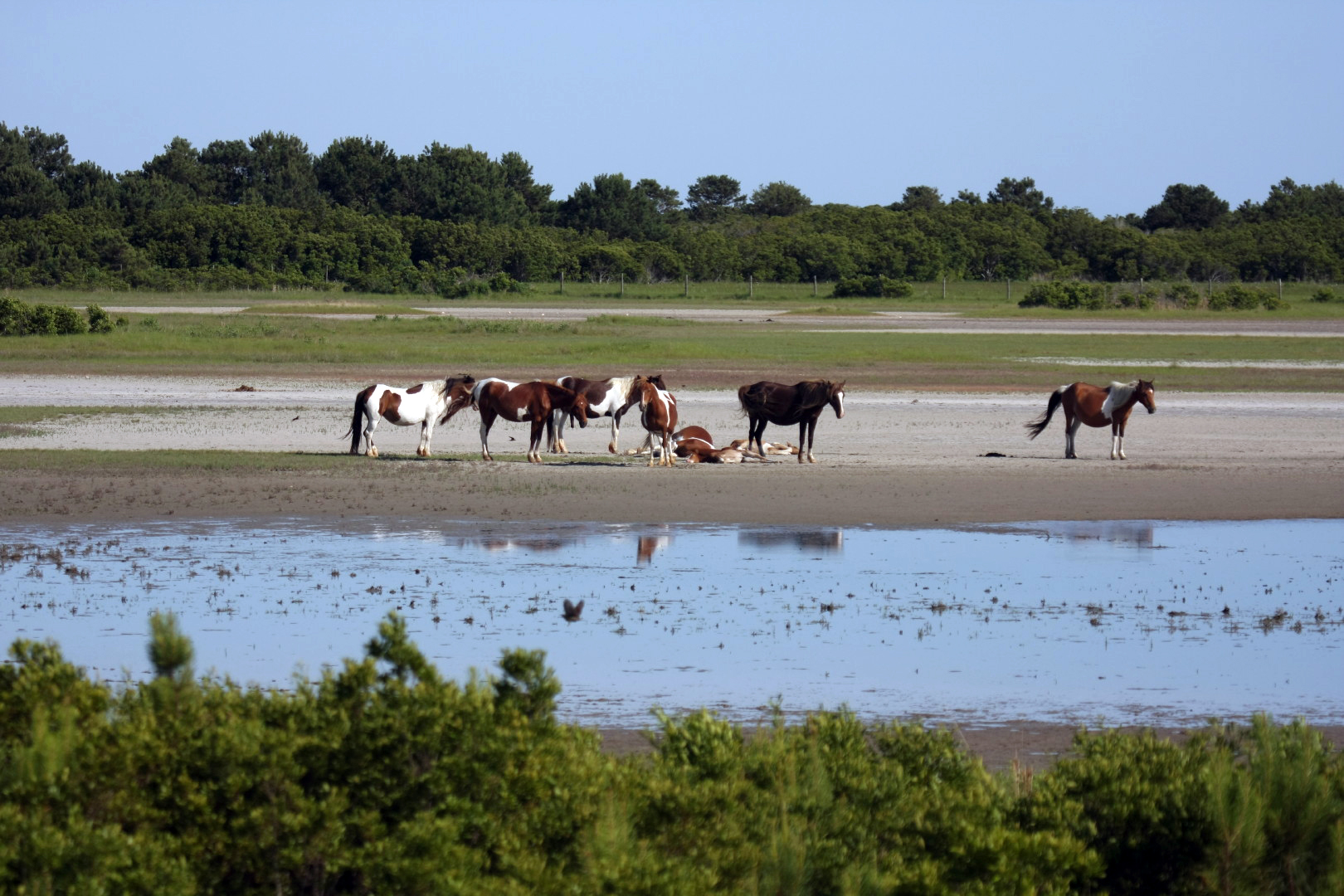 Assateague Island Vacation | 13-18 June 2014 | Sun, 15 Jun 2014 | 5:23:57 PM Assateague Island Vacation | 13-18 June 2014 | Sun, 15 Jun 2014 | 5:23:57 PM