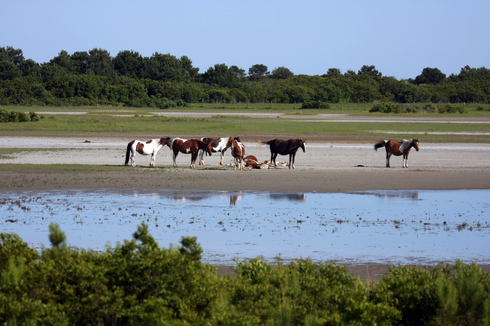 Assateague Island Vacation | 13-18 June 2014 | Sun, 15 Jun 2014 | 5:23:57 PM Assateague Island Vacation | 13-18 June 2014 | Sun, 15 Jun 2014 | 5:23:57 PM