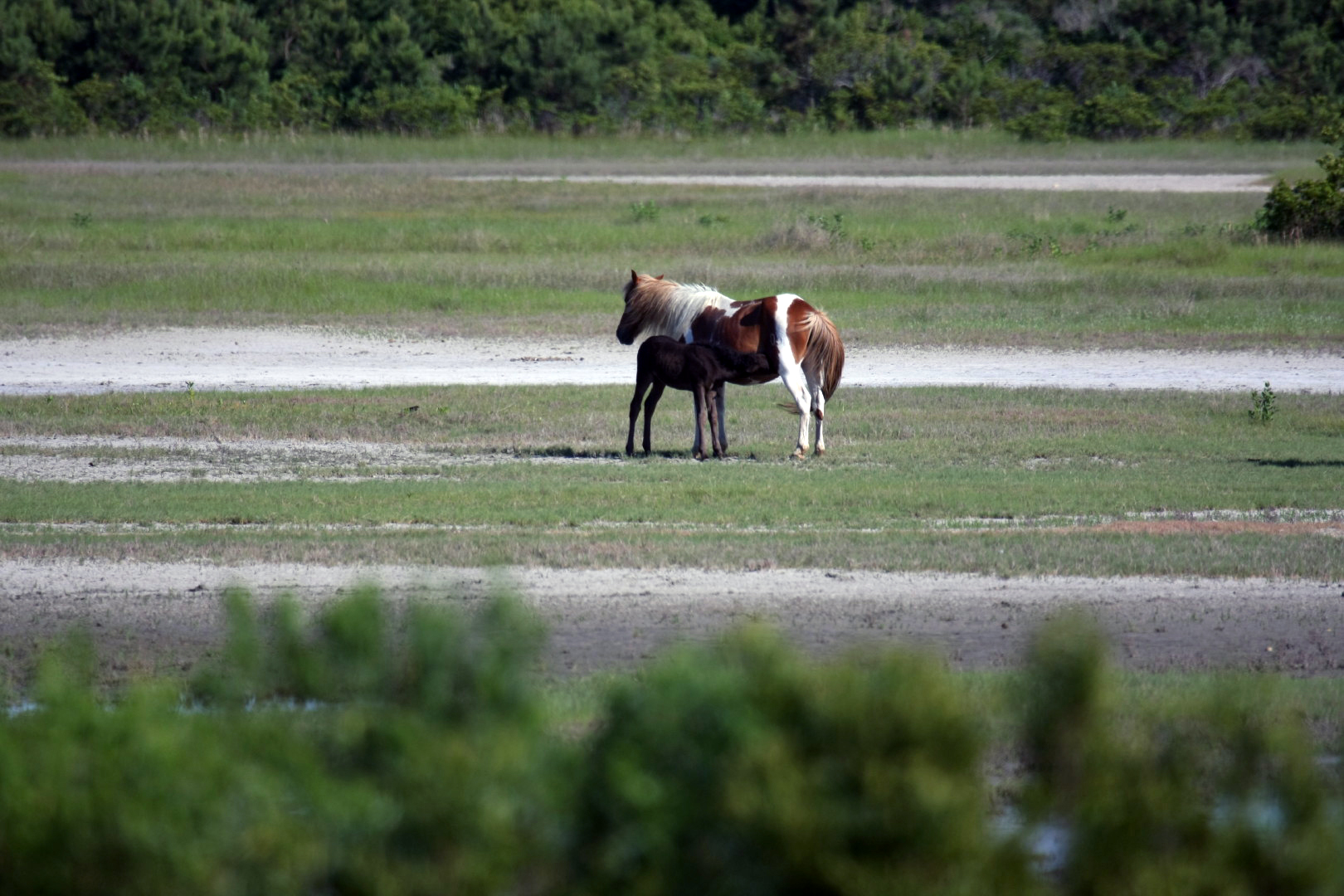 Assateague Island Vacation | 13-18 June 2014 | Sun, 15 Jun 2014 | 5:24:07 PM Assateague Island Vacation | 13-18 June 2014 | Sun, 15 Jun 2014 | 5:24:07 PM