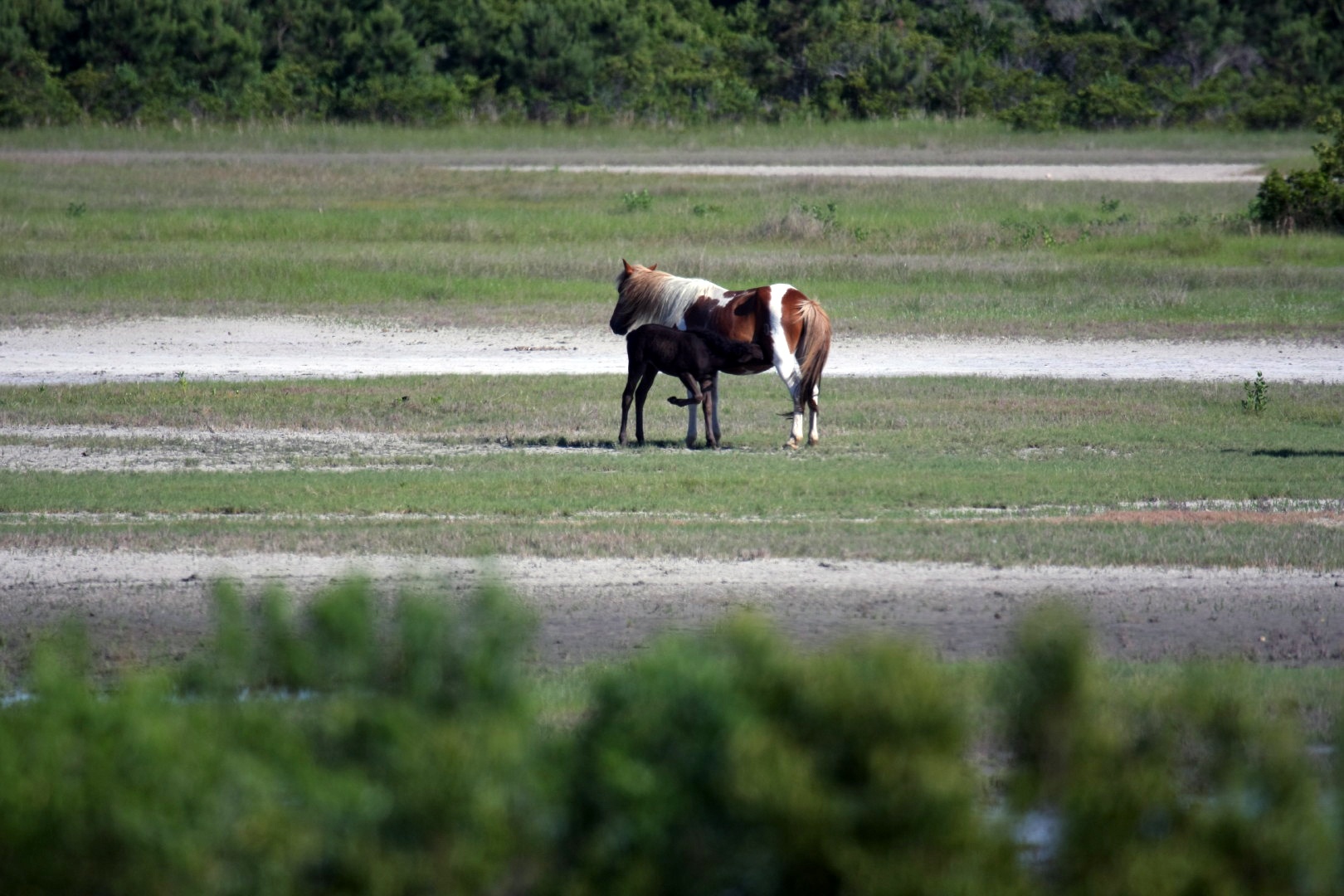 Assateague Island Vacation | 13-18 June 2014 | Sun, 15 Jun 2014 | 5:24:07 PM Assateague Island Vacation | 13-18 June 2014 | Sun, 15 Jun 2014 | 5:24:07 PM