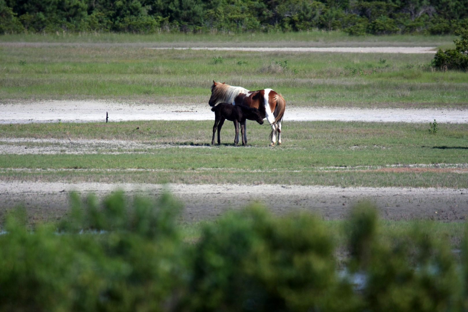 Assateague Island Vacation | 13-18 June 2014 | Sun, 15 Jun 2014 | 5:24:08 PM Assateague Island Vacation | 13-18 June 2014 | Sun, 15 Jun 2014 | 5:24:08 PM