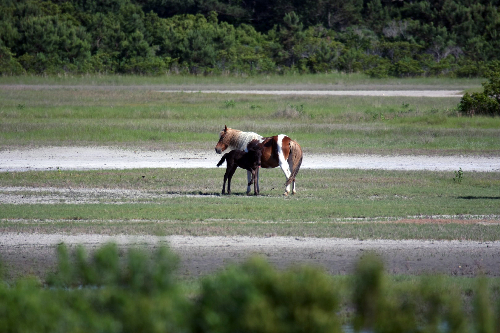 Assateague Island Vacation | 13-18 June 2014 | Sun, 15 Jun 2014 | 5:24:10 PM Assateague Island Vacation | 13-18 June 2014 | Sun, 15 Jun 2014 | 5:24:10 PM