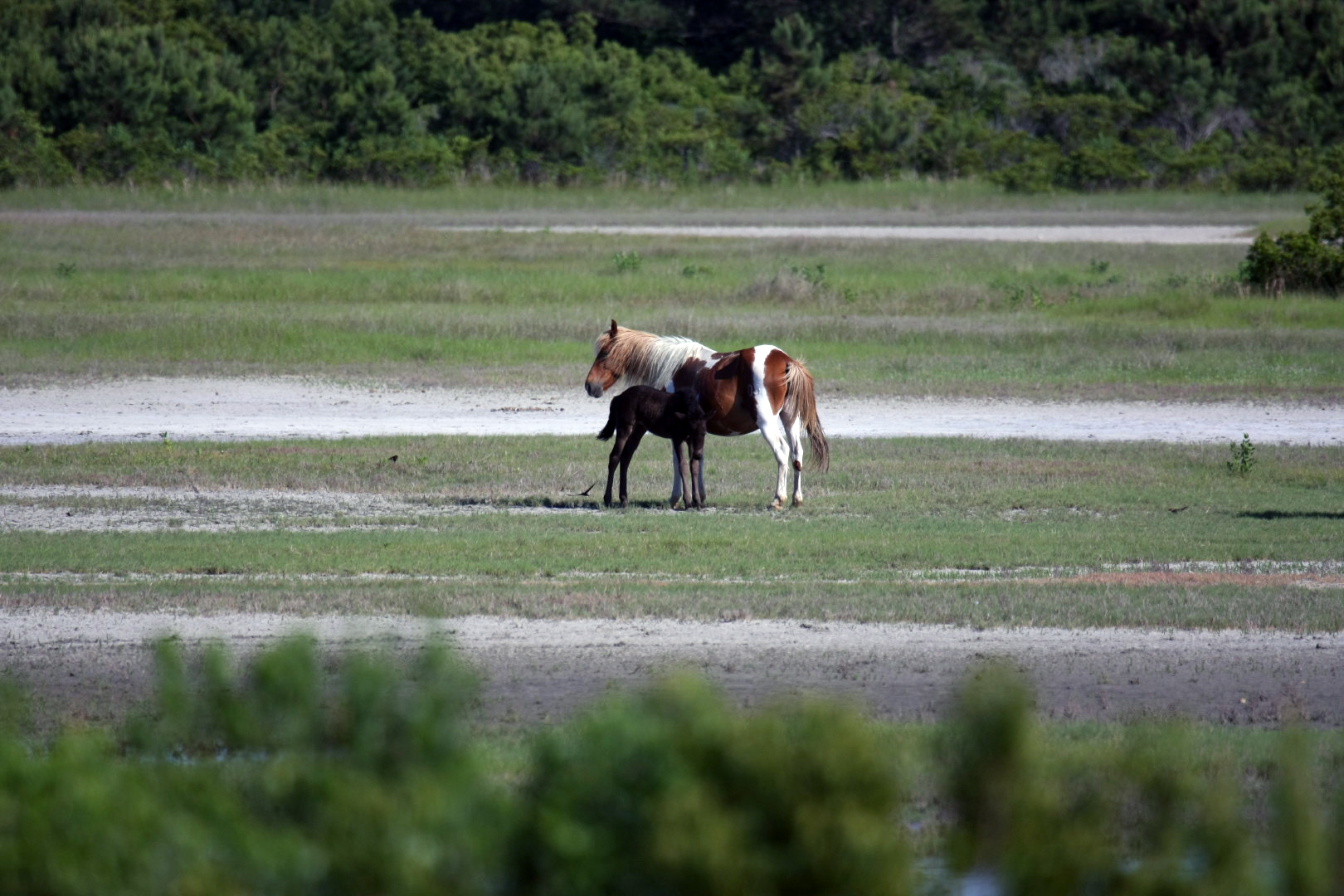 Assateague Island Vacation | 13-18 June 2014 | Sun, 15 Jun 2014 | 5:24:10 PM Assateague Island Vacation | 13-18 June 2014 | Sun, 15 Jun 2014 | 5:24:10 PM