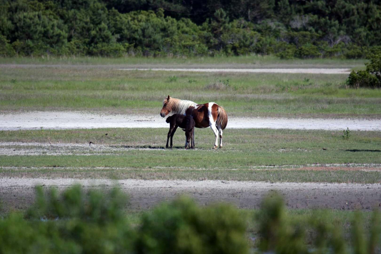 Assateague Island Vacation | 13-18 June 2014 | Sun, 15 Jun 2014 | 5:24:10 PM Assateague Island Vacation | 13-18 June 2014 | Sun, 15 Jun 2014 | 5:24:10 PM