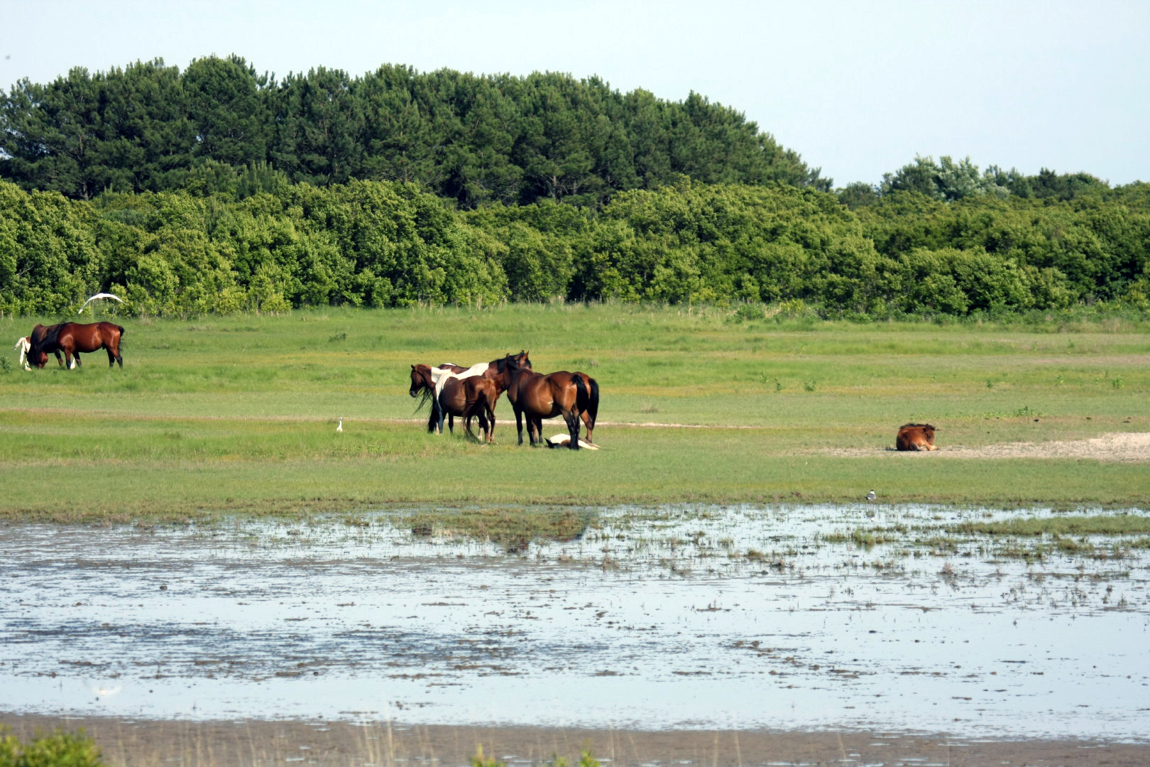 Assateague Island Vacation | 13-18 June 2014 | Sun, 15 Jun 2014 | 5:24:47 PM Assateague Island Vacation | 13-18 June 2014 | Sun, 15 Jun 2014 | 5:24:47 PM