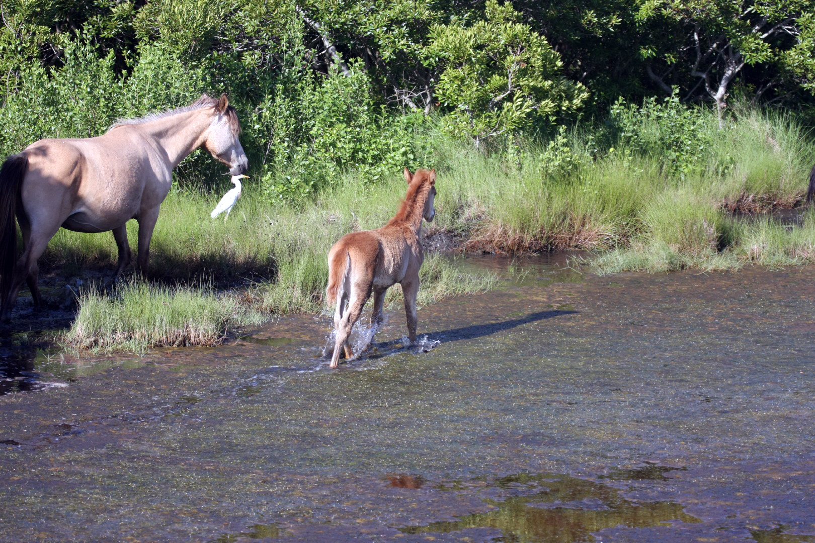 Assateague Island Vacation | 13-18 June 2014 | Sun, 15 Jun 2014 | 5:45:00 PM Assateague Island Vacation | 13-18 June 2014 | Sun, 15 Jun 2014 | 5:45:00 PM
