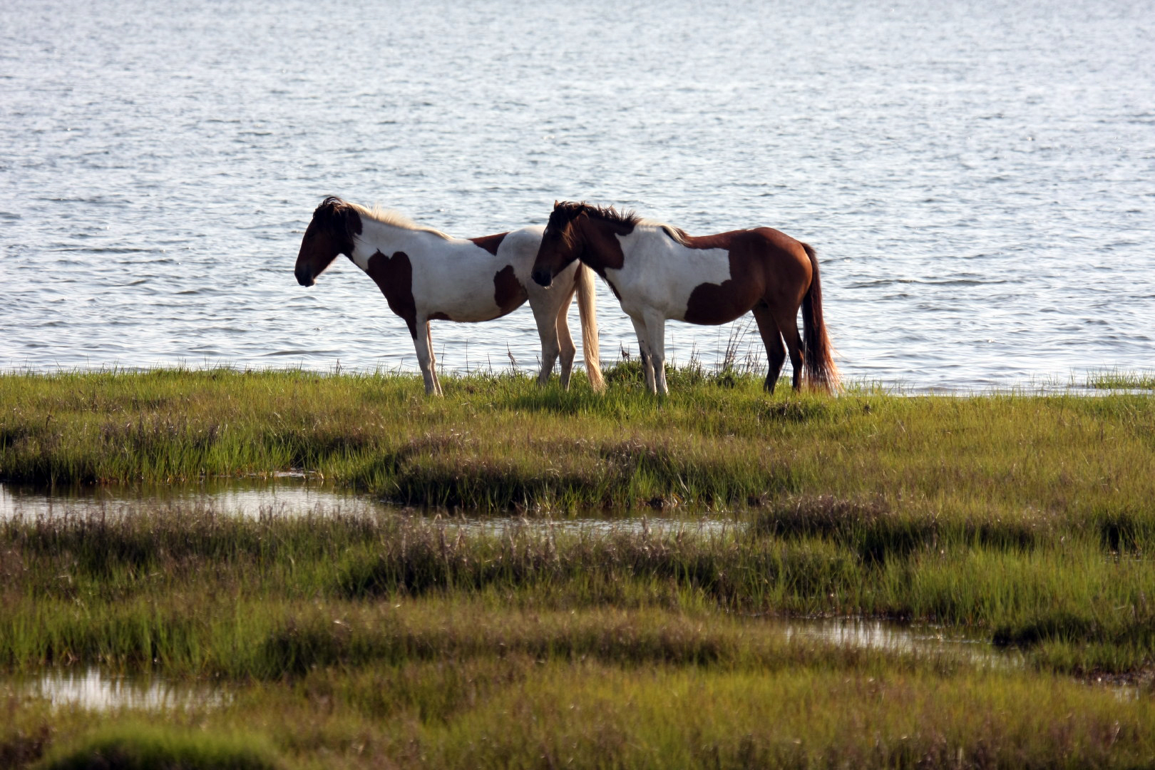 Assateague Island Vacation | 13-18 June 2014 | Mon, 16 Jun 2014 | 5:55:10 PM Assateague Island Vacation | 13-18 June 2014 | Mon, 16 Jun 2014 | 5:55:10 PM