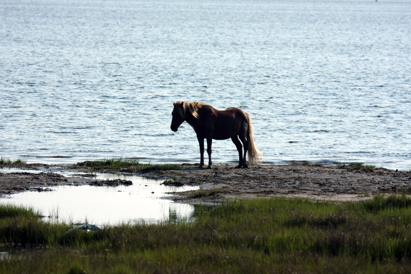Assateague Island Vacation | 13-18 June 2014 | Mon, 16 Jun 2014 | 5:55:20 PM Assateague Island Vacation | 13-18 June 2014 | Mon, 16 Jun 2014 | 5:55:20 PM