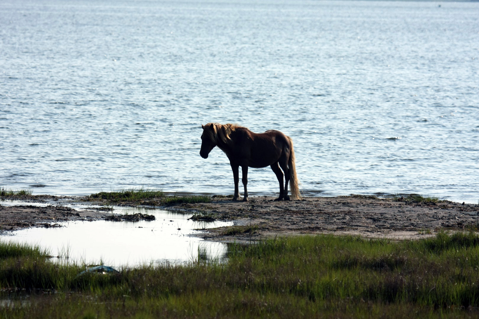 Assateague Island Vacation | 13-18 June 2014 | Mon, 16 Jun 2014 | 5:55:21 PM Assateague Island Vacation | 13-18 June 2014 | Mon, 16 Jun 2014 | 5:55:21 PM