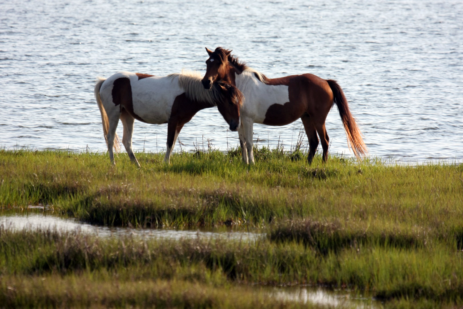 Assateague Island Vacation | 13-18 June 2014 | Mon, 16 Jun 2014 | 5:55:37 PM Assateague Island Vacation | 13-18 June 2014 | Mon, 16 Jun 2014 | 5:55:37 PM