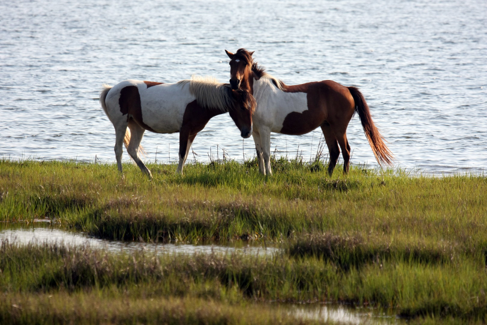Assateague Island Vacation | 13-18 June 2014 | Mon, 16 Jun 2014 | 5:55:37 PM Assateague Island Vacation | 13-18 June 2014 | Mon, 16 Jun 2014 | 5:55:37 PM