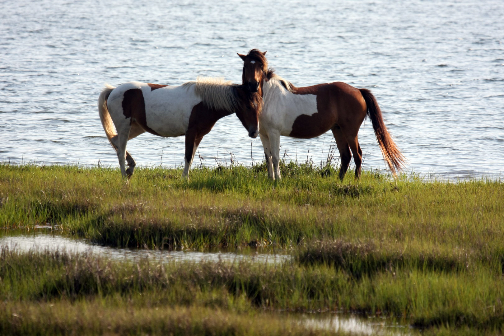 Assateague Island Vacation | 13-18 June 2014 | Mon, 16 Jun 2014 | 5:55:37 PM Assateague Island Vacation | 13-18 June 2014 | Mon, 16 Jun 2014 | 5:55:37 PM