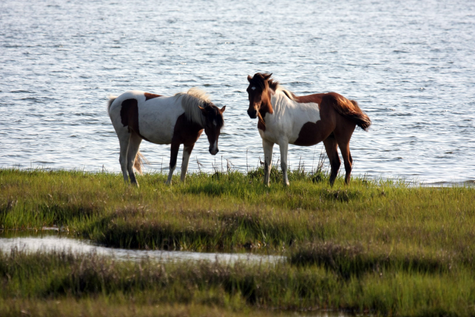 Assateague Island Vacation | 13-18 June 2014 | Mon, 16 Jun 2014 | 5:55:41 PM Assateague Island Vacation | 13-18 June 2014 | Mon, 16 Jun 2014 | 5:55:41 PM