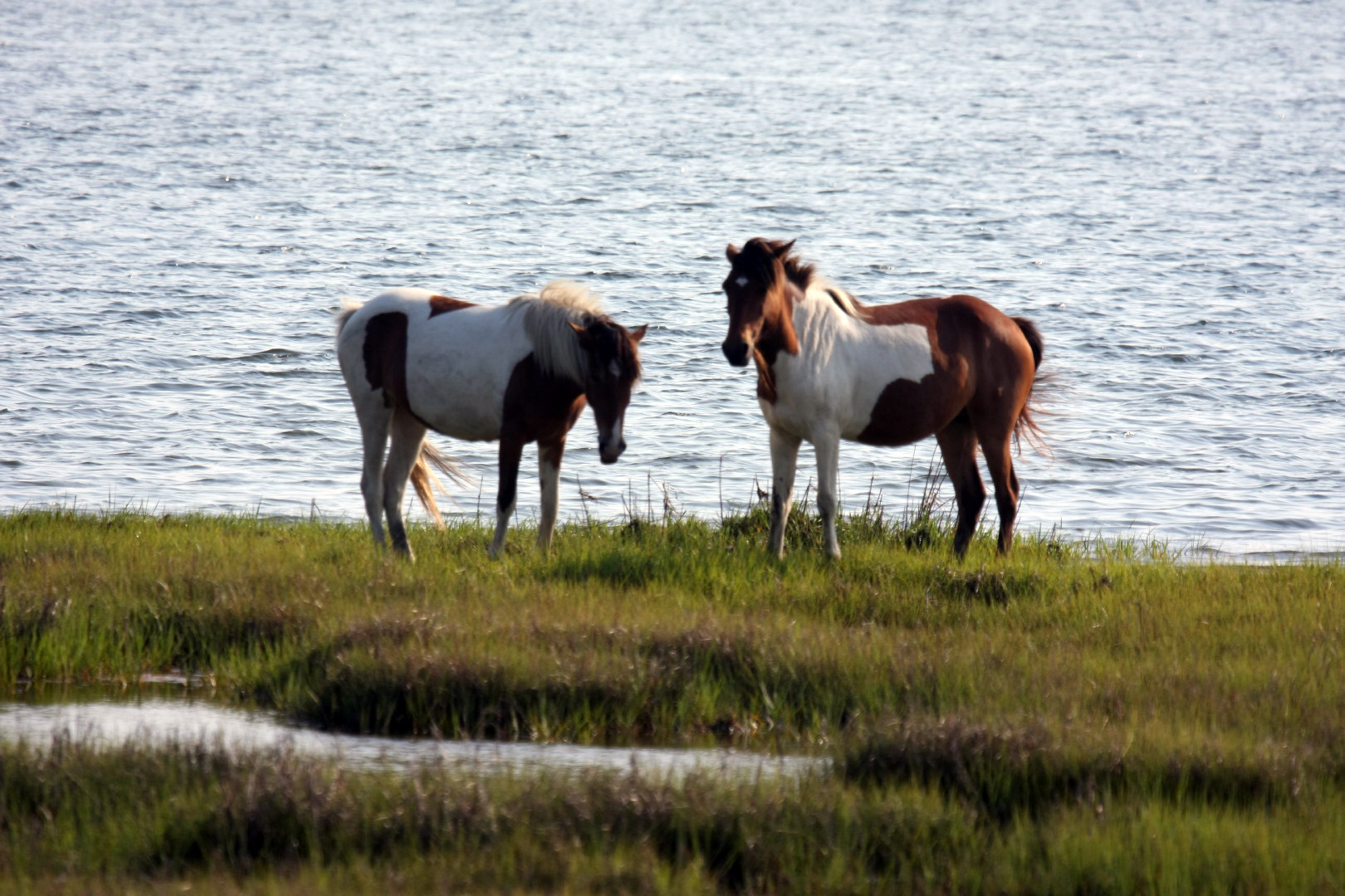 Assateague Island Vacation | 13-18 June 2014 | Mon, 16 Jun 2014 | 5:55:41 PM Assateague Island Vacation | 13-18 June 2014 | Mon, 16 Jun 2014 | 5:55:41 PM