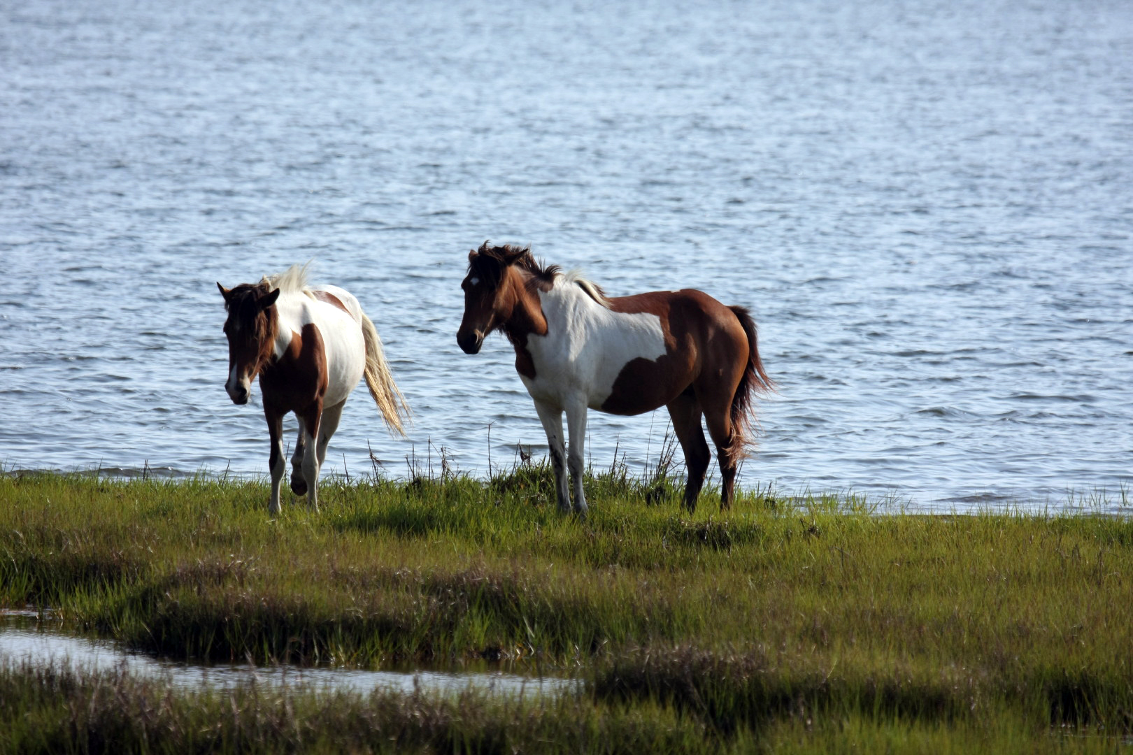 Assateague Island Vacation | 13-18 June 2014 | Mon, 16 Jun 2014 | 5:55:49 PM Assateague Island Vacation | 13-18 June 2014 | Mon, 16 Jun 2014 | 5:55:49 PM