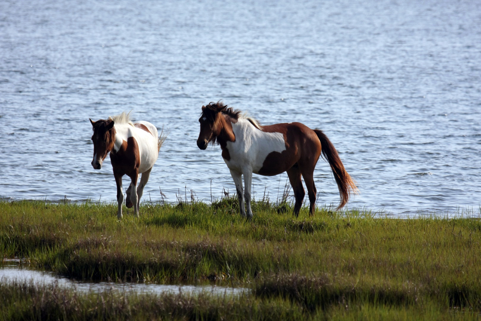 Assateague Island Vacation | 13-18 June 2014 | Mon, 16 Jun 2014 | 5:55:49 PM Assateague Island Vacation | 13-18 June 2014 | Mon, 16 Jun 2014 | 5:55:49 PM