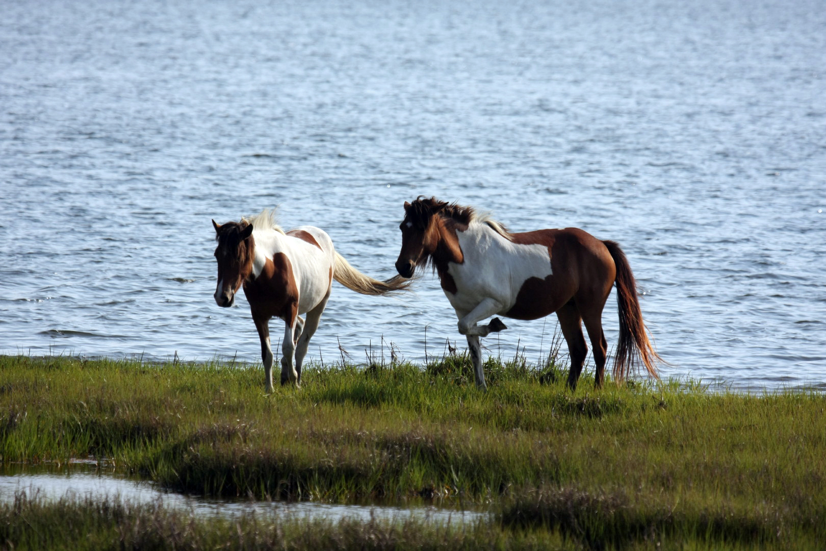 Assateague Island Vacation | 13-18 June 2014 | Mon, 16 Jun 2014 | 5:55:50 PM Assateague Island Vacation | 13-18 June 2014 | Mon, 16 Jun 2014 | 5:55:50 PM