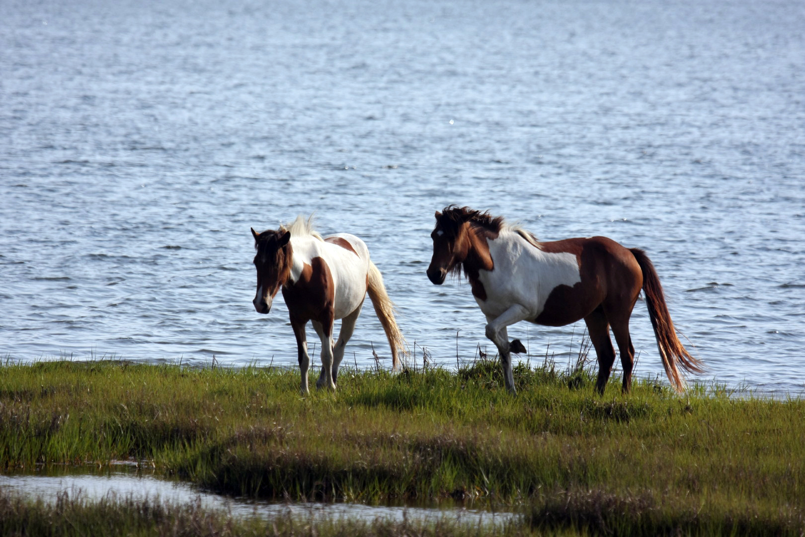 Assateague Island Vacation | 13-18 June 2014 | Mon, 16 Jun 2014 | 5:55:50 PM Assateague Island Vacation | 13-18 June 2014 | Mon, 16 Jun 2014 | 5:55:50 PM