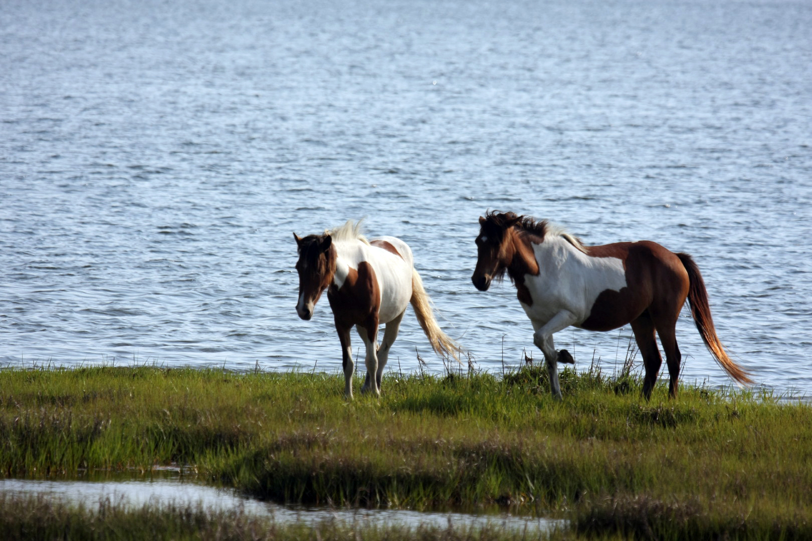 Assateague Island Vacation | 13-18 June 2014 | Mon, 16 Jun 2014 | 5:55:51 PM Assateague Island Vacation | 13-18 June 2014 | Mon, 16 Jun 2014 | 5:55:51 PM