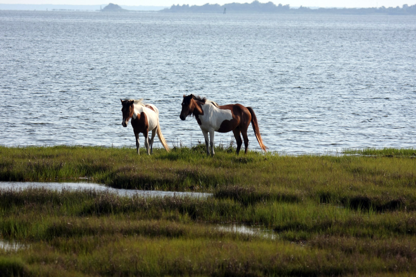 Assateague Island Vacation | 13-18 June 2014 | Mon, 16 Jun 2014 | 5:56:06 PM Assateague Island Vacation | 13-18 June 2014 | Mon, 16 Jun 2014 | 5:56:06 PM