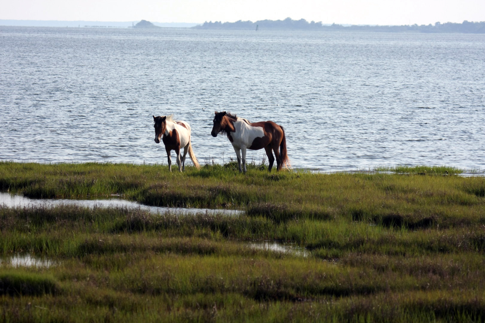 Assateague Island Vacation | 13-18 June 2014 | Mon, 16 Jun 2014 | 5:56:13 PM Assateague Island Vacation | 13-18 June 2014 | Mon, 16 Jun 2014 | 5:56:13 PM