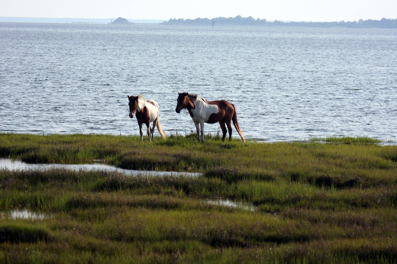 Assateague Island Vacation | 13-18 June 2014 | Mon, 16 Jun 2014 | 5:56:13 PM Assateague Island Vacation | 13-18 June 2014 | Mon, 16 Jun 2014 | 5:56:13 PM