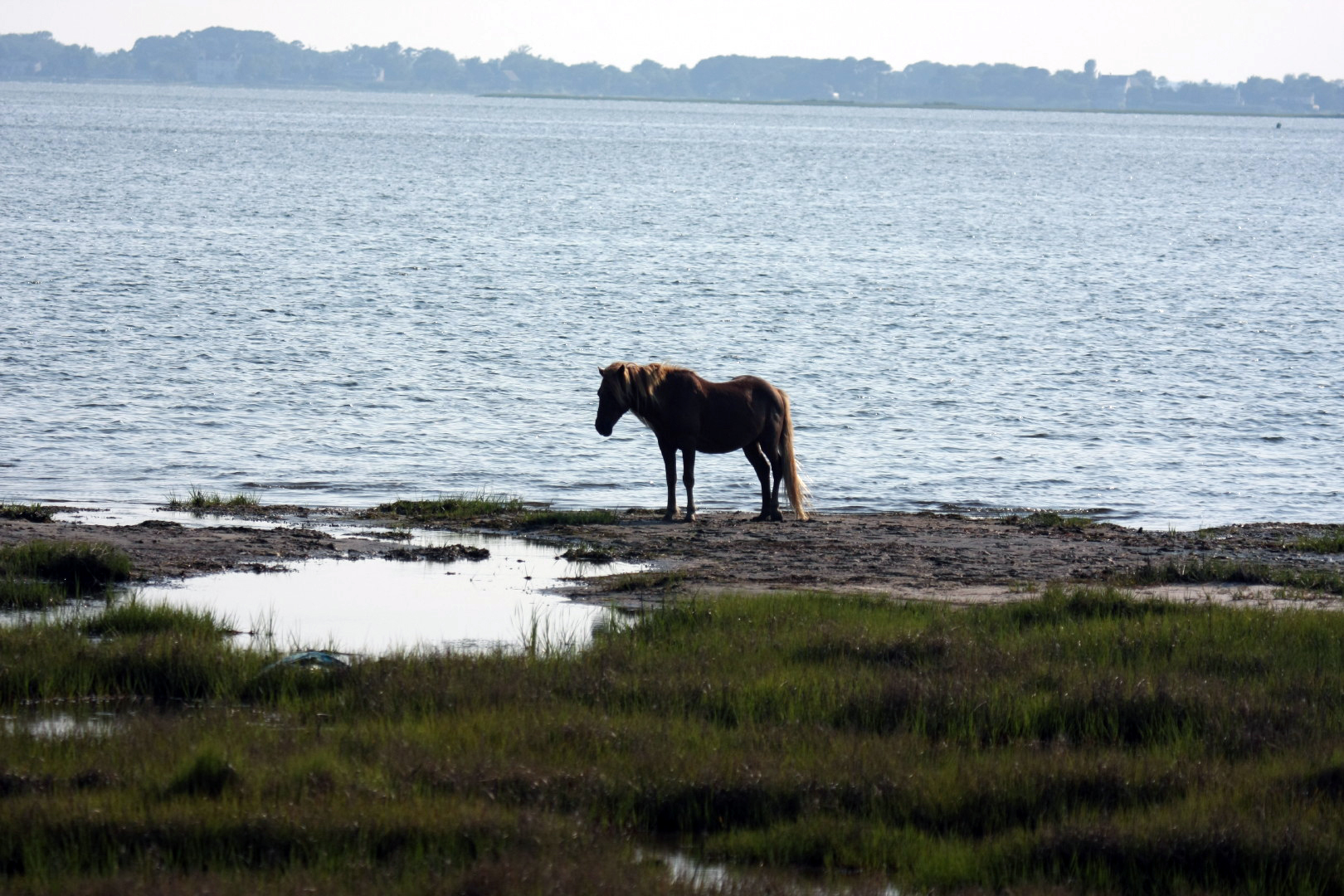 Assateague Island Vacation | 13-18 June 2014 | Mon, 16 Jun 2014 | 5:56:20 PM Assateague Island Vacation | 13-18 June 2014 | Mon, 16 Jun 2014 | 5:56:20 PM