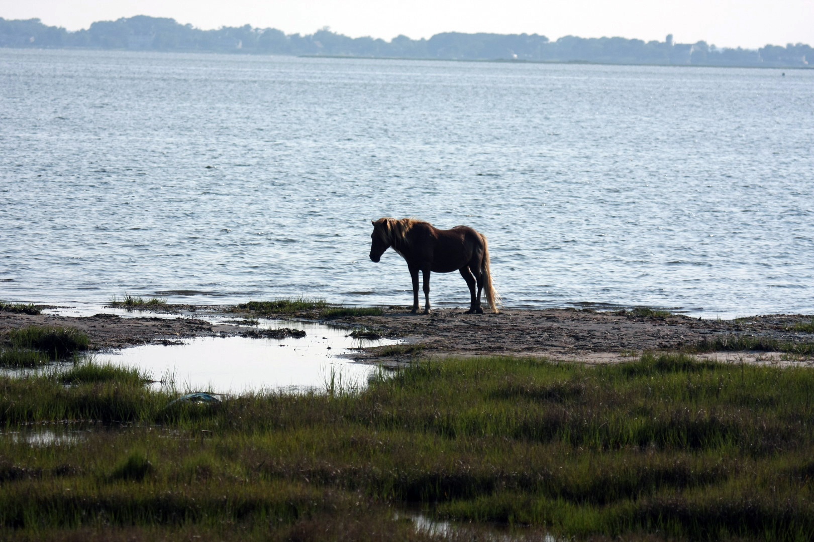 Assateague Island Vacation | 13-18 June 2014 | Mon, 16 Jun 2014 | 5:56:20 PM Assateague Island Vacation | 13-18 June 2014 | Mon, 16 Jun 2014 | 5:56:20 PM