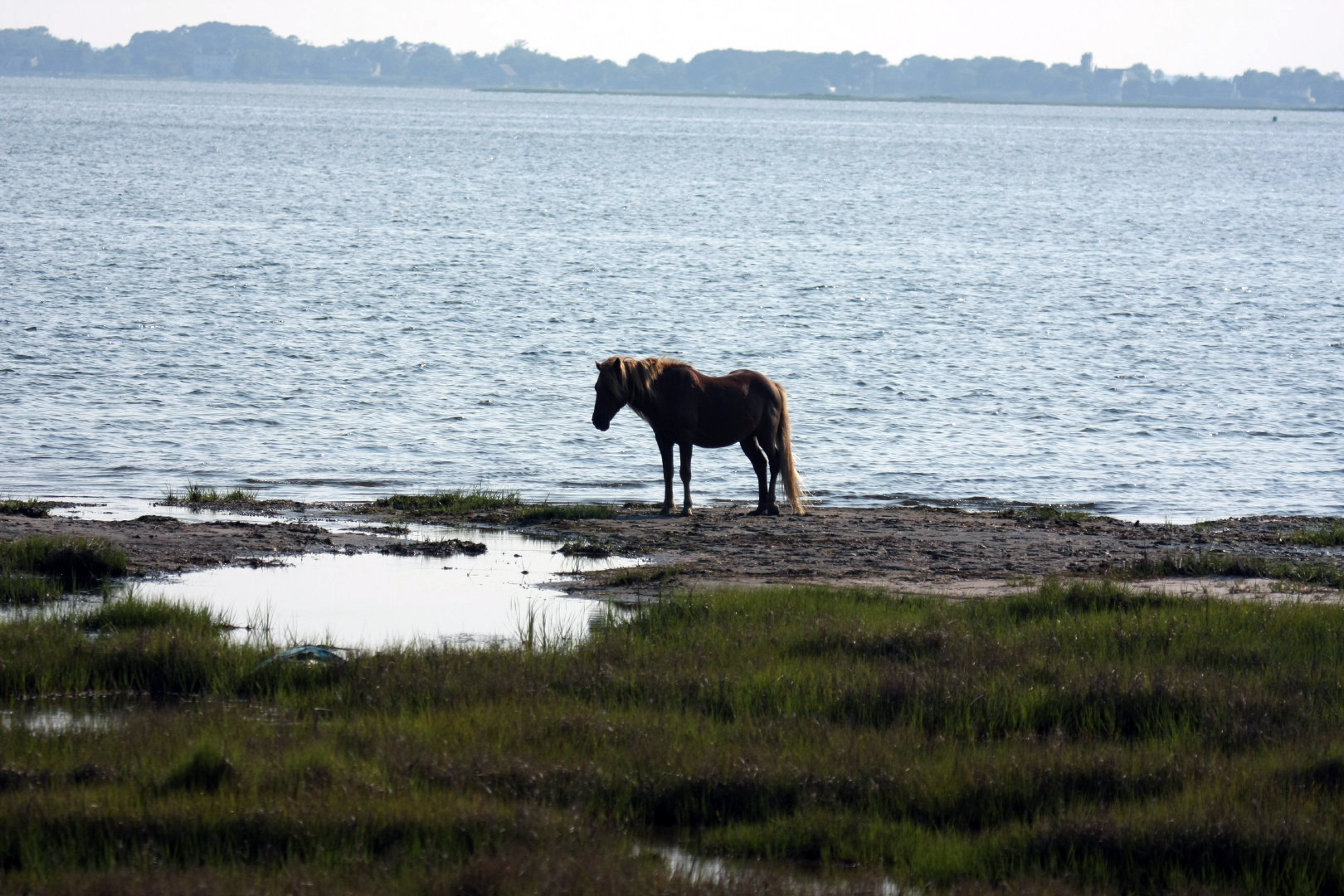 Assateague Island Vacation | 13-18 June 2014 | Mon, 16 Jun 2014 | 5:56:21 PM Assateague Island Vacation | 13-18 June 2014 | Mon, 16 Jun 2014 | 5:56:21 PM