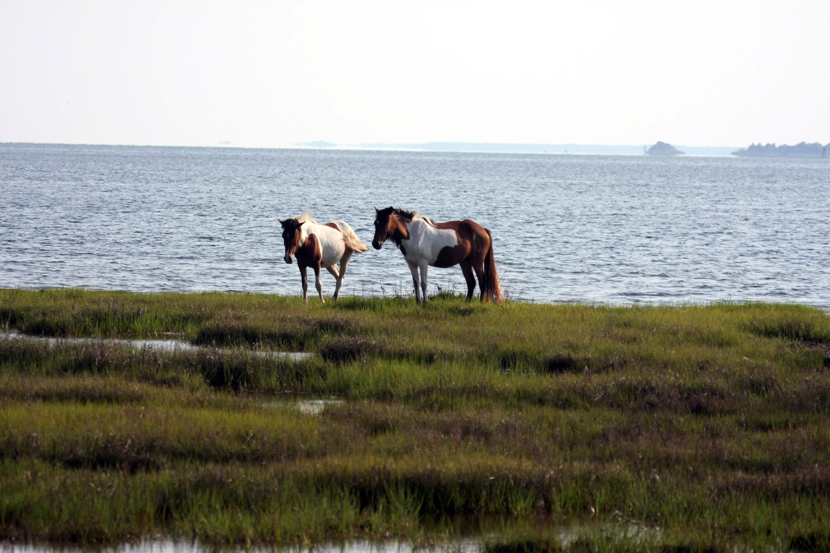 Assateague Island Vacation | 13-18 June 2014 | Mon, 16 Jun 2014 | 5:57:11 PM Assateague Island Vacation | 13-18 June 2014 | Mon, 16 Jun 2014 | 5:57:11 PM