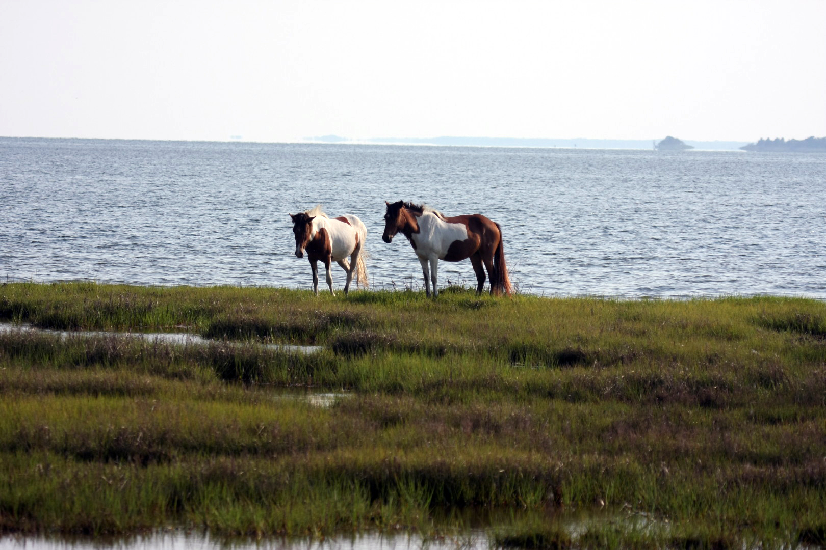 Assateague Island Vacation | 13-18 June 2014 | Mon, 16 Jun 2014 | 5:57:11 PM Assateague Island Vacation | 13-18 June 2014 | Mon, 16 Jun 2014 | 5:57:11 PM